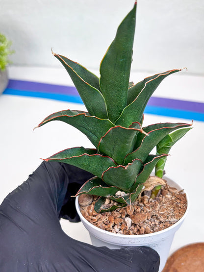 Sansevieria Marlena (H18) | Imported Plants | Rare Hybrid Species