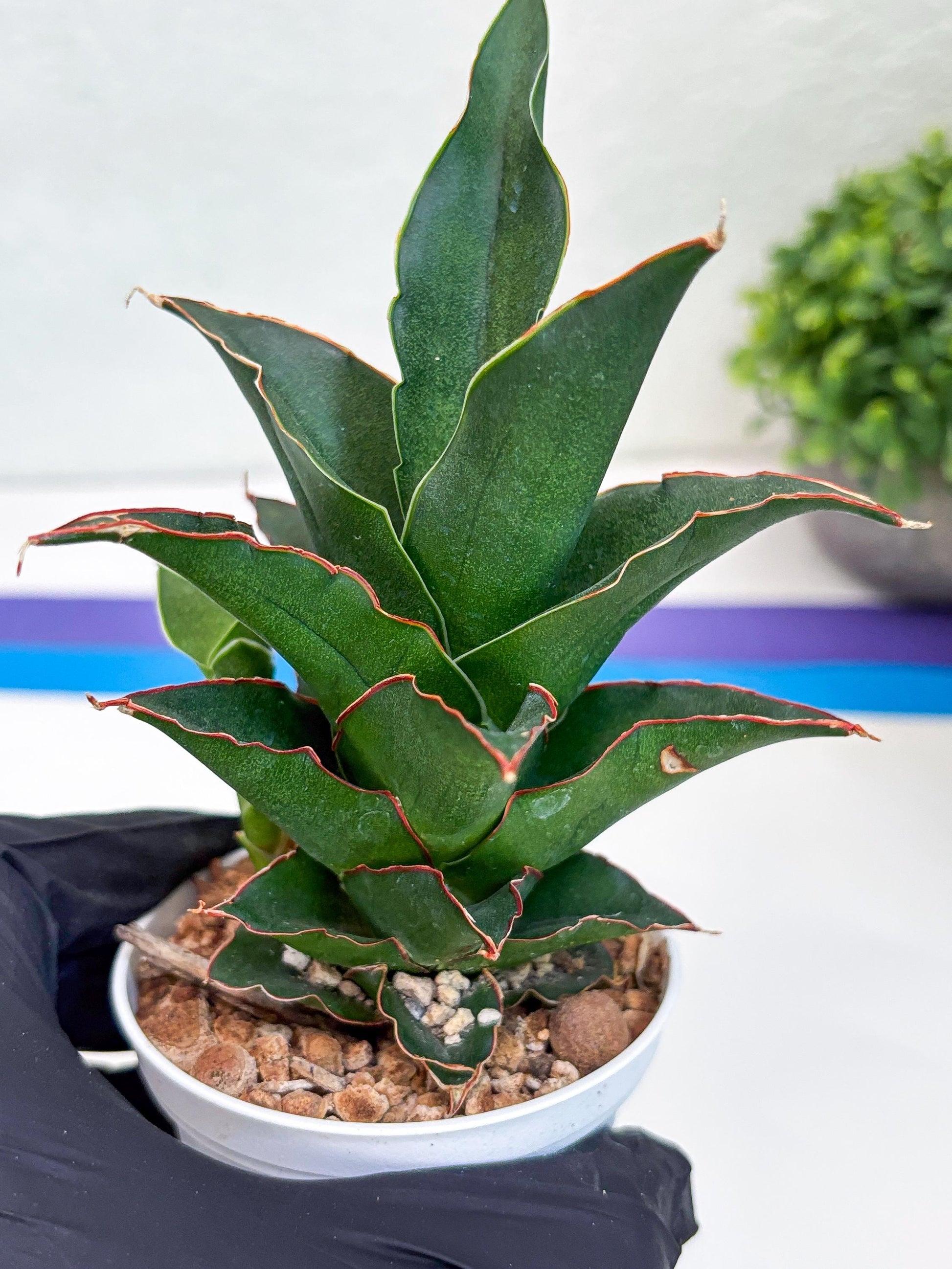 Sansevieria Marlena (H18) | Imported Plants | Rare Hybrid Species