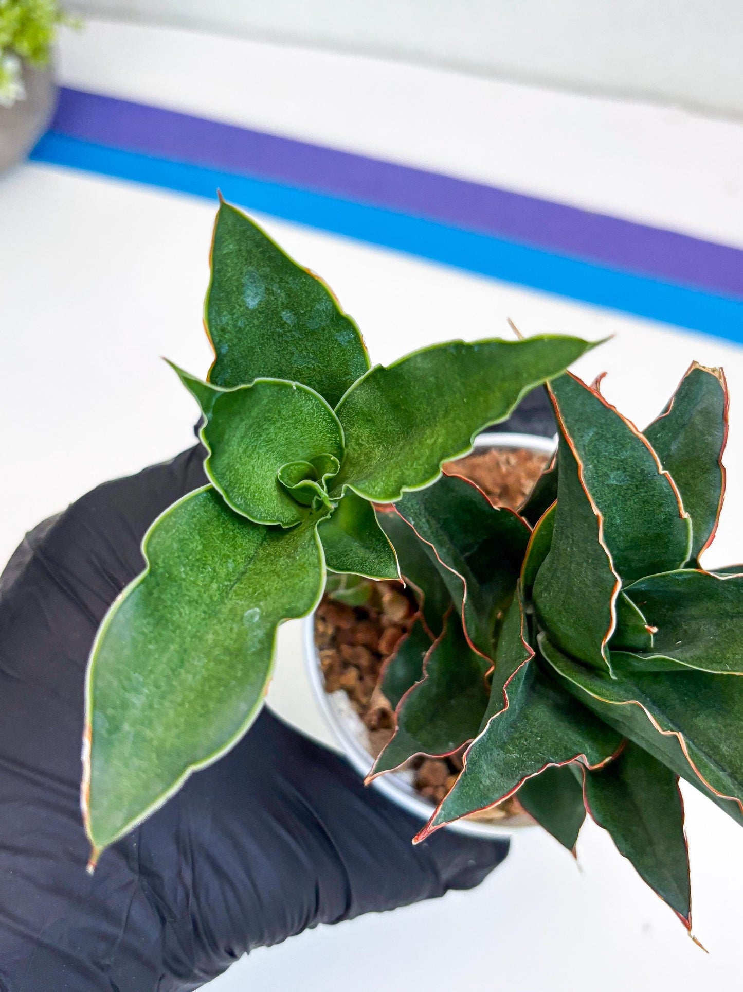 Sansevieria Marlena (Ha18) (g) | Imported Plants | Rare Hybrid Species