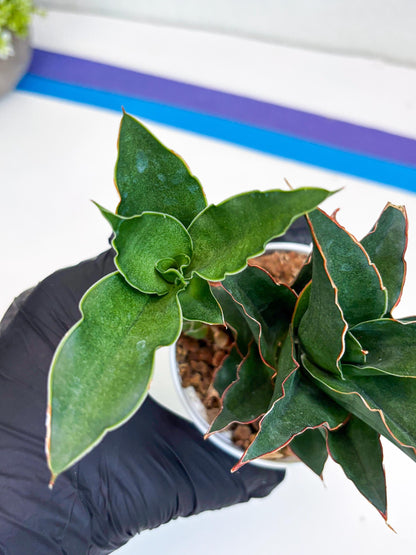 Sansevieria Marlena (Ha18) (g) | Imported Plants | Rare Hybrid Species