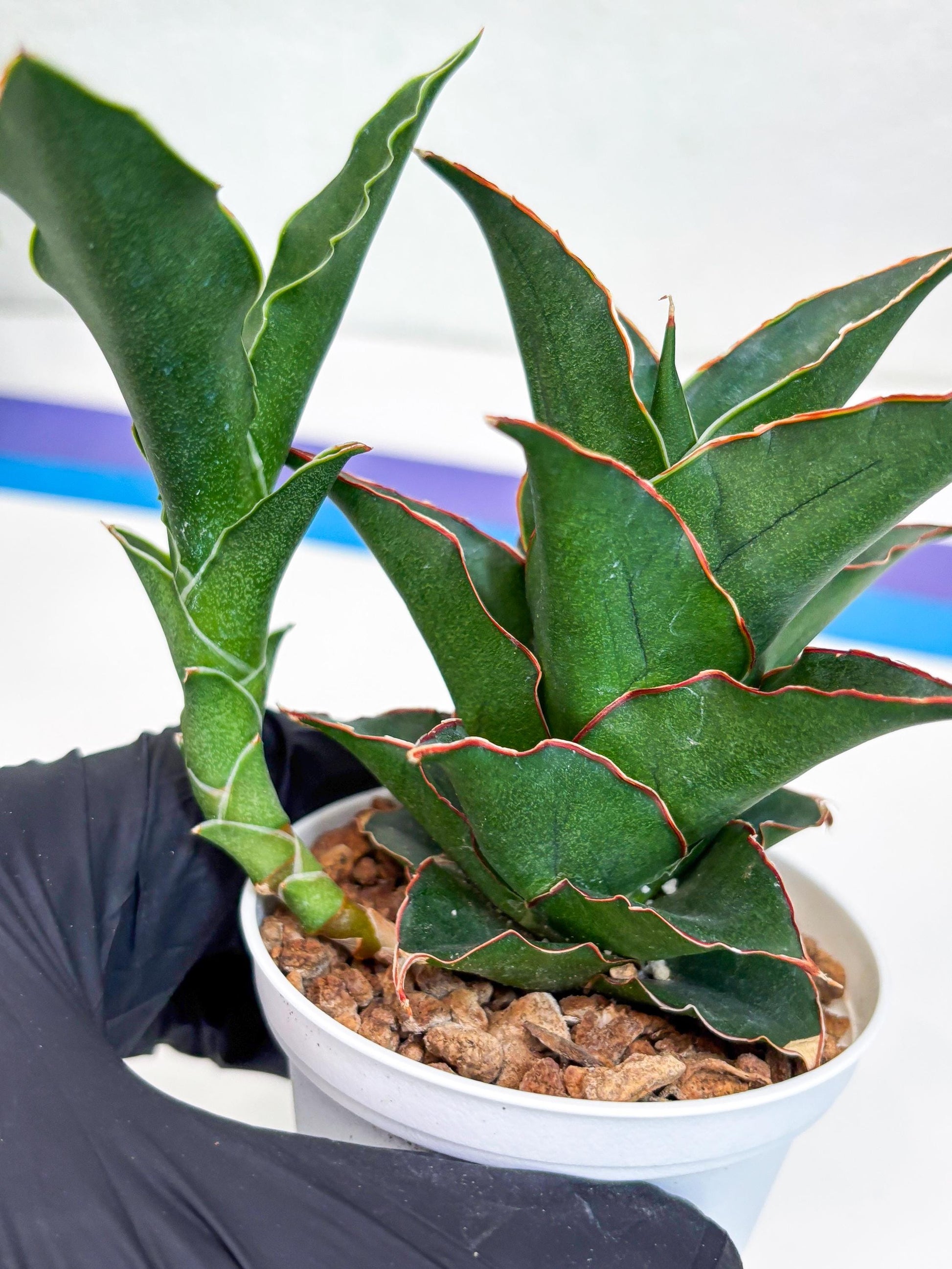 Sansevieria Marlena (Ha18) (g) | Imported Plants | Rare Hybrid Species