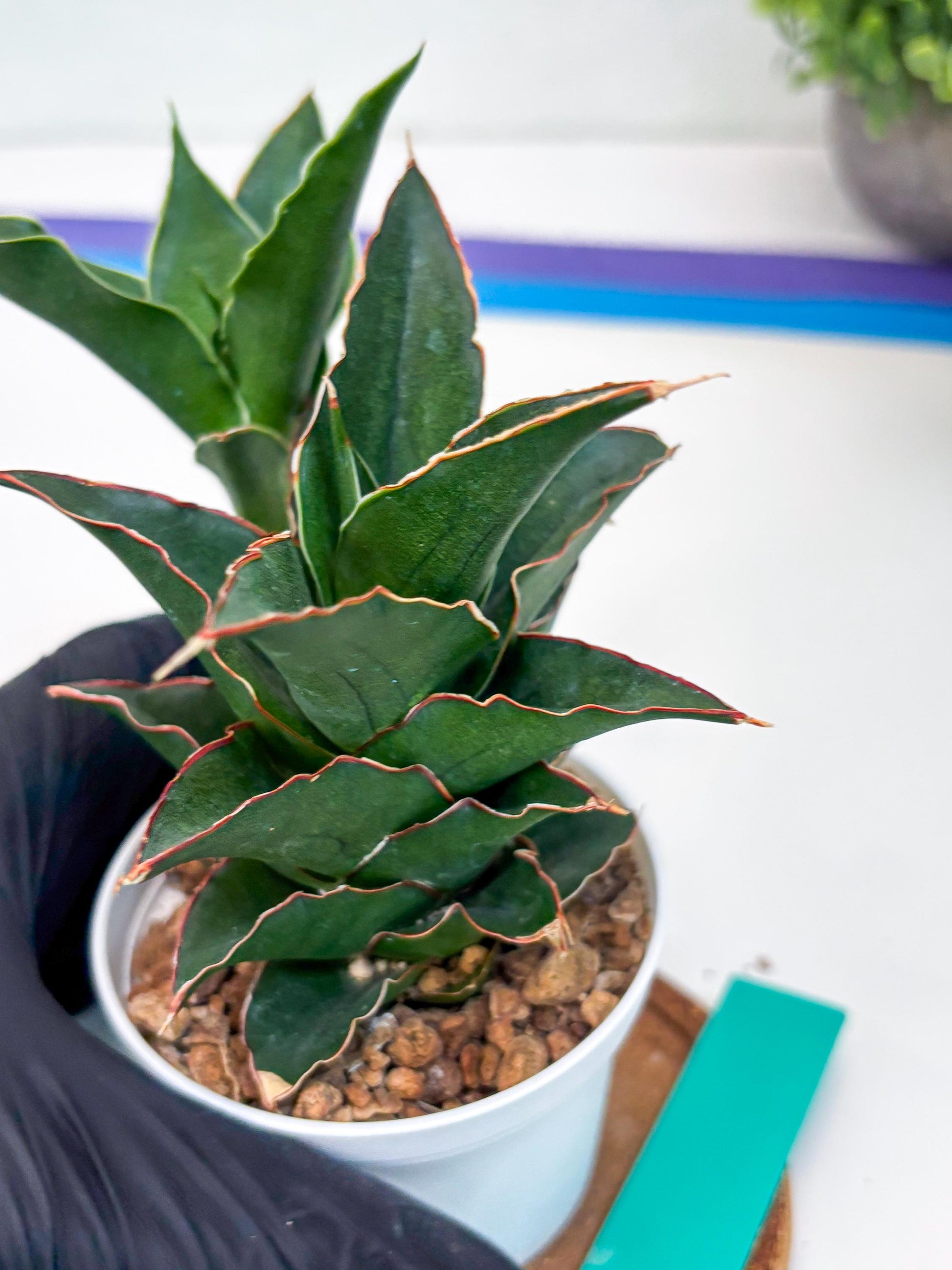 Sansevieria Marlena (Ha18) (g) | Imported Plants | Rare Hybrid Species