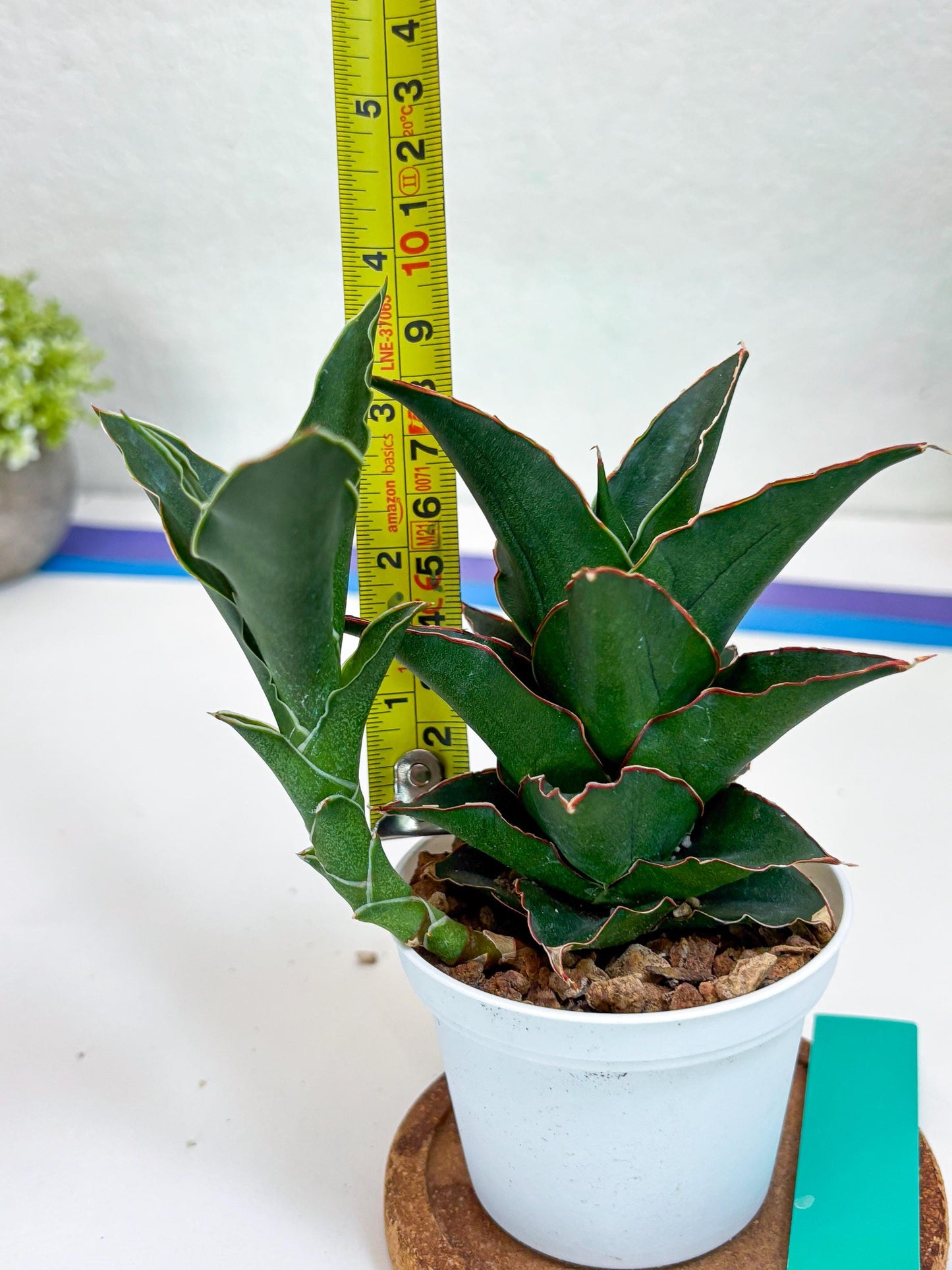 Sansevieria Marlena (Ha18) (g) | Imported Plants | Rare Hybrid Species