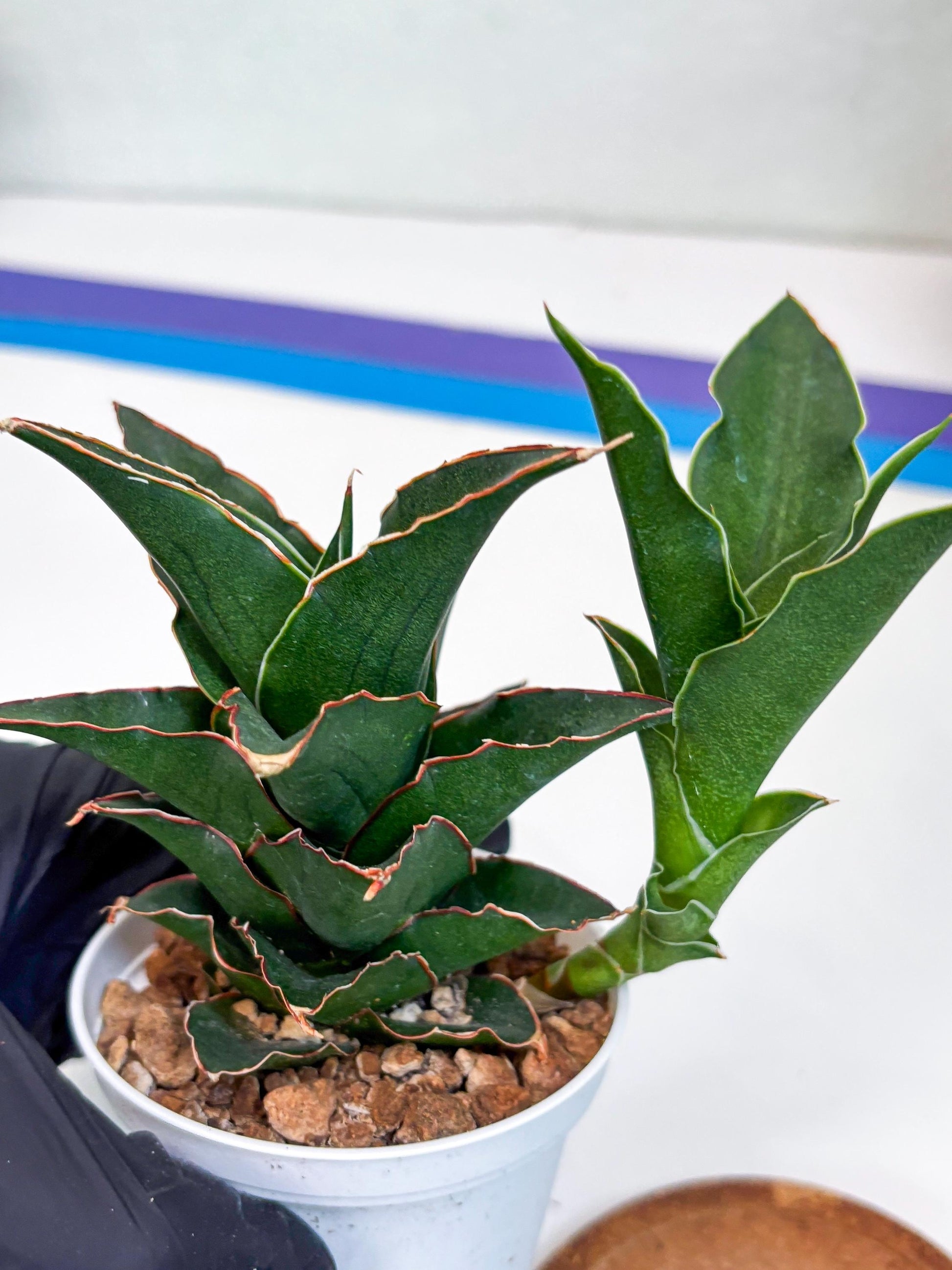 Sansevieria Marlena (Ha18) (g) | Imported Plants | Rare Hybrid Species