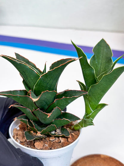 Sansevieria Marlena (Ha18) (g) | Imported Plants | Rare Hybrid Species