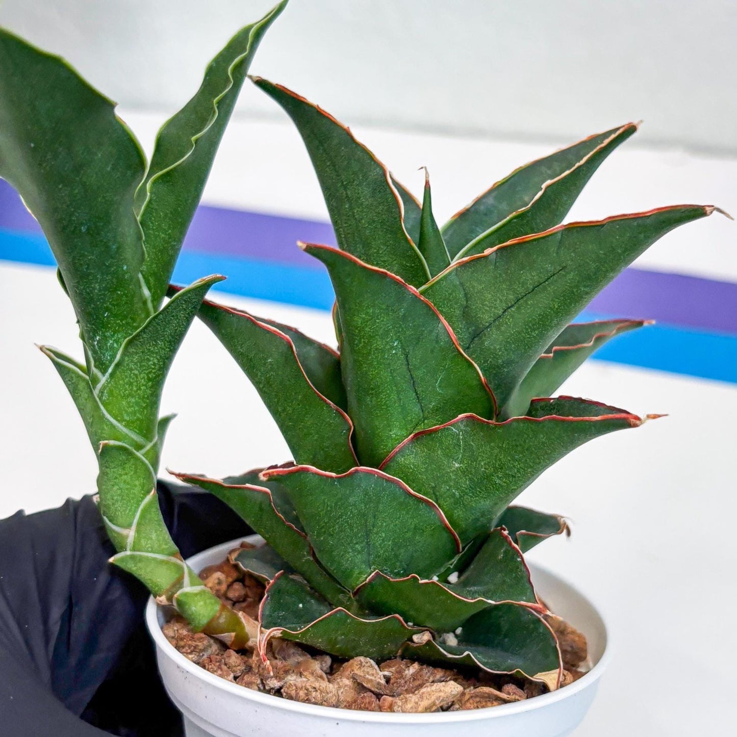 Sansevieria Marlena (Ha18) (g) | Imported Plants | Rare Hybrid Species