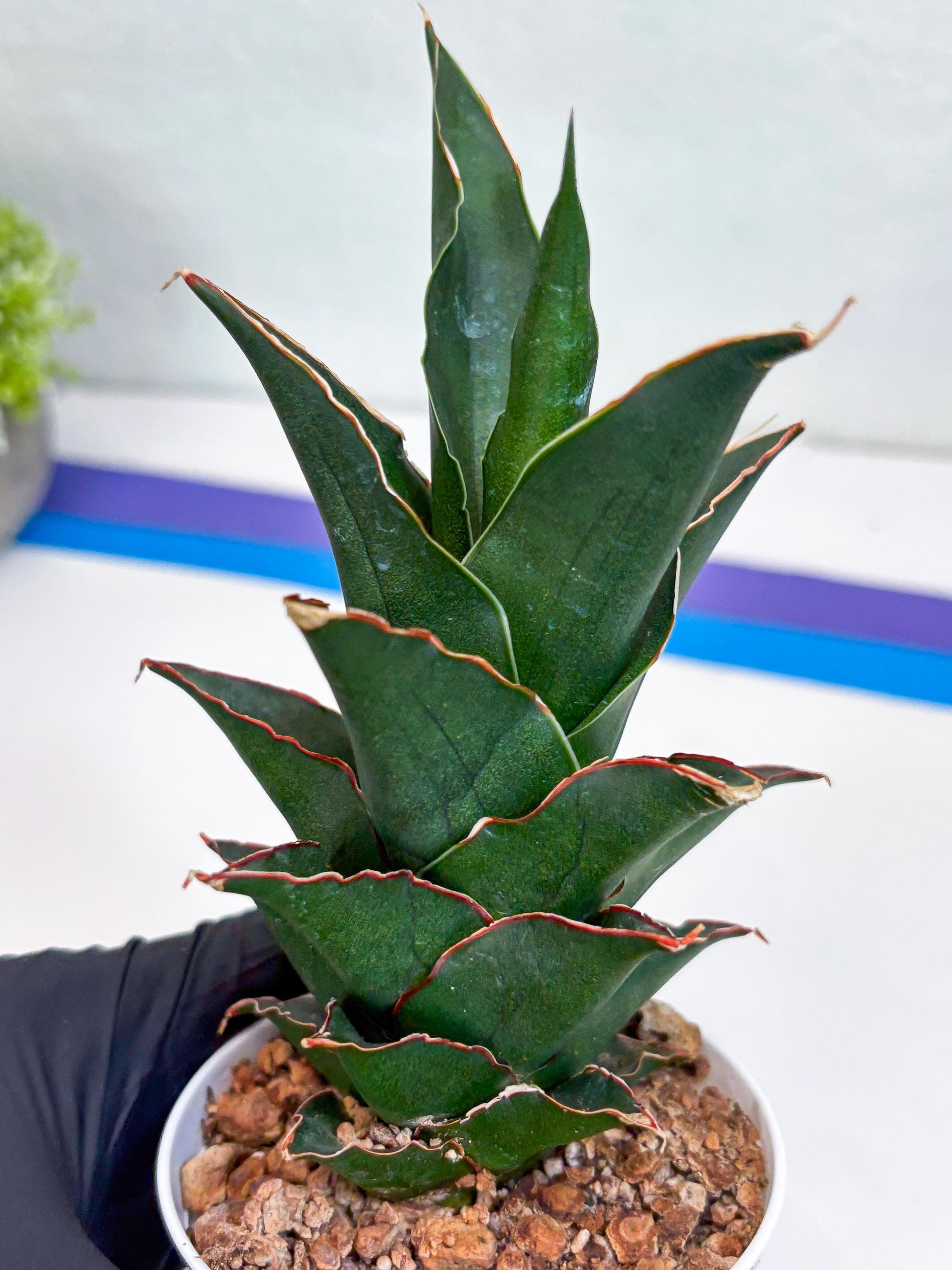 Sansevieria Marlena (Ha18) (r) | Imported Plants | Rare Hybrid Species
