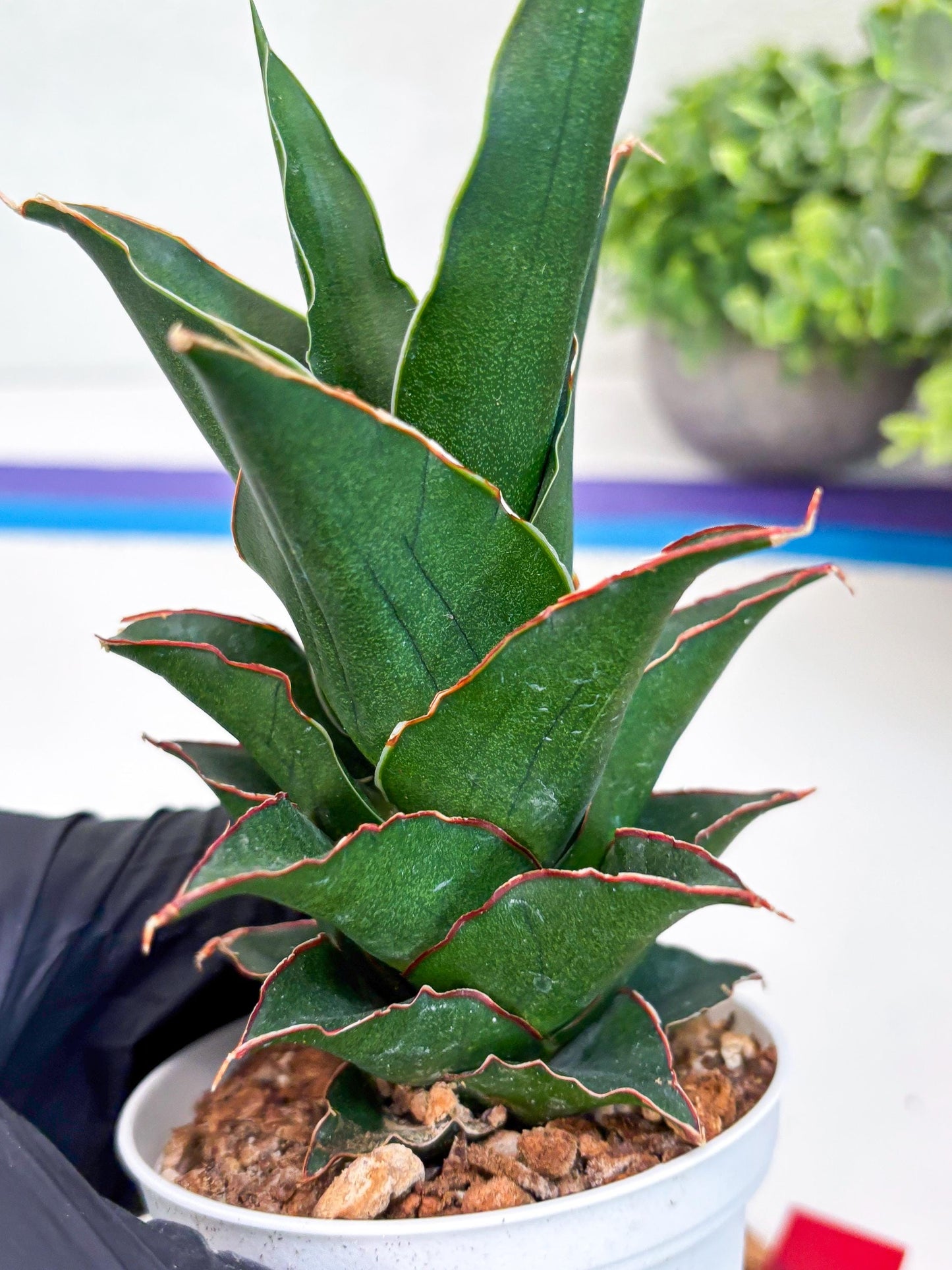 Sansevieria Marlena (Ha18) (r) | Imported Plants | Rare Hybrid Species