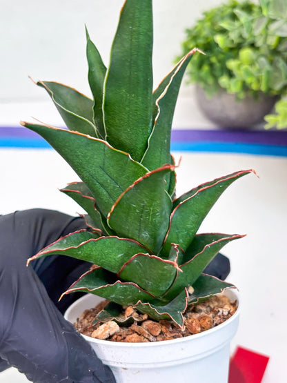 Sansevieria Marlena (Ha18) (r) | Imported Plants | Rare Hybrid Species