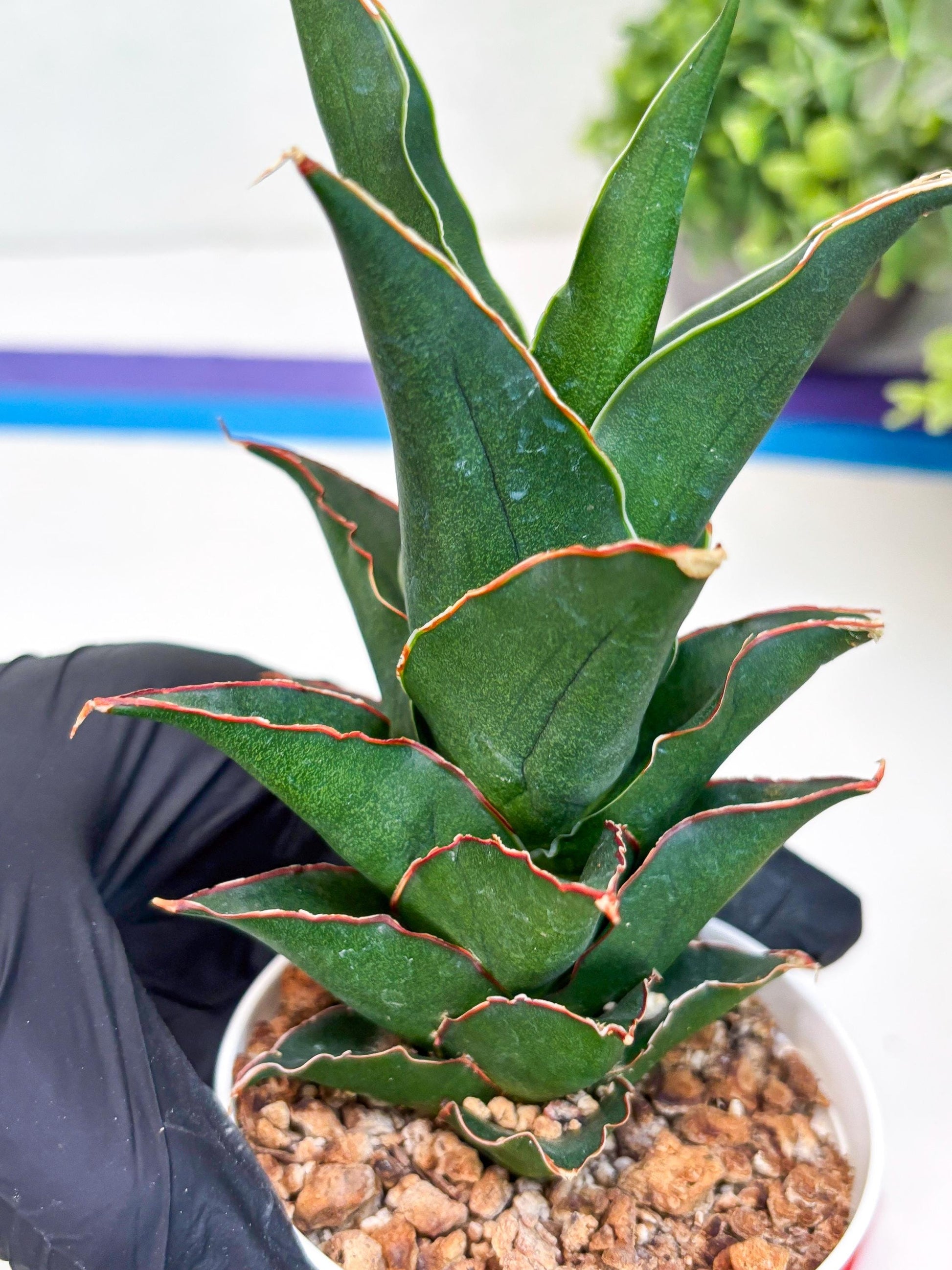 Sansevieria Marlena (Ha18) (r) | Imported Plants | Rare Hybrid Species