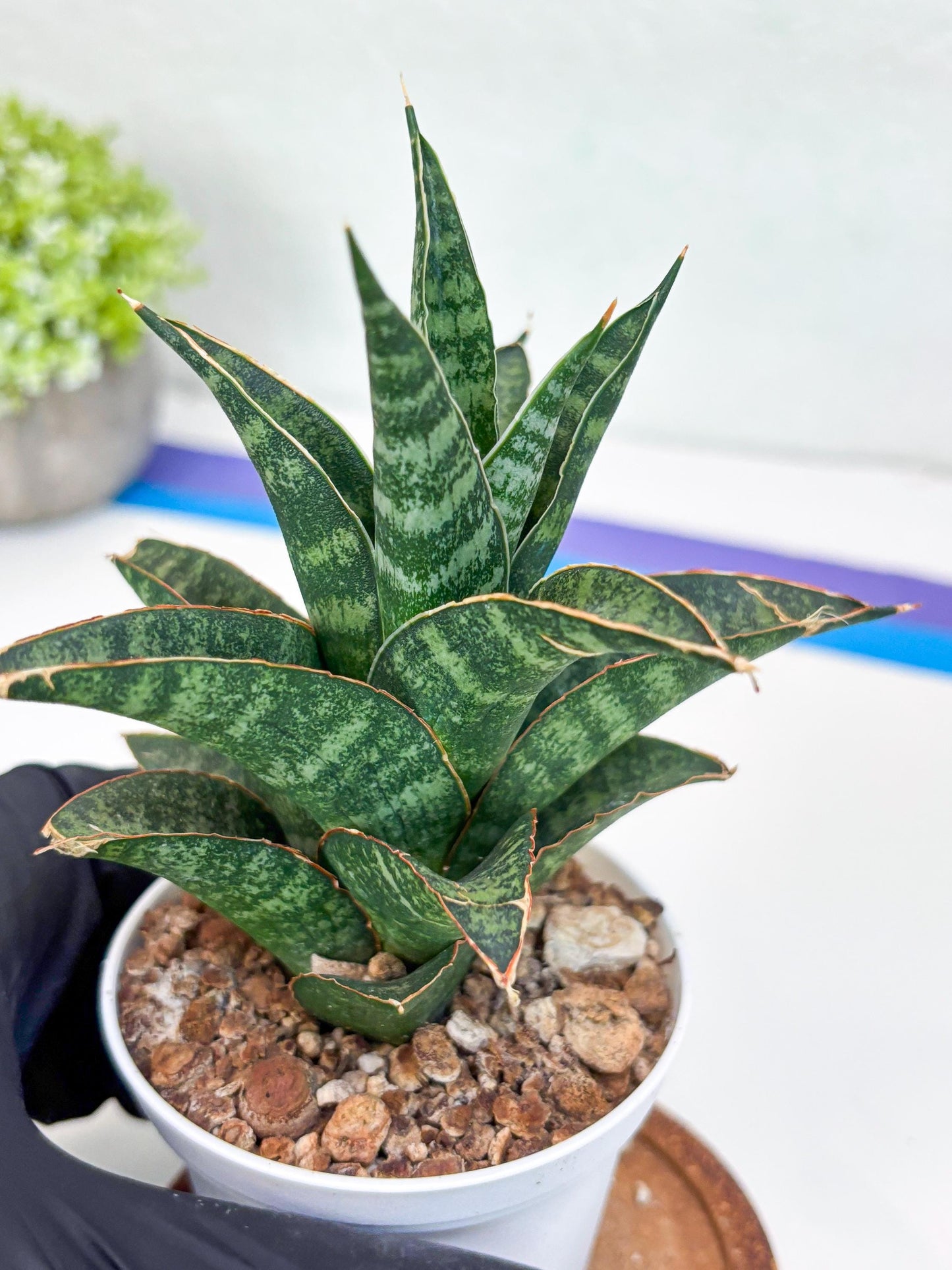 Sansevieria Teletubbies (H19) | Imported Plants