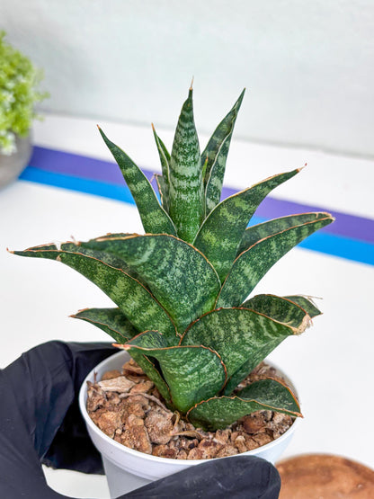 Sansevieria Teletubbies (H19) | Imported Plants