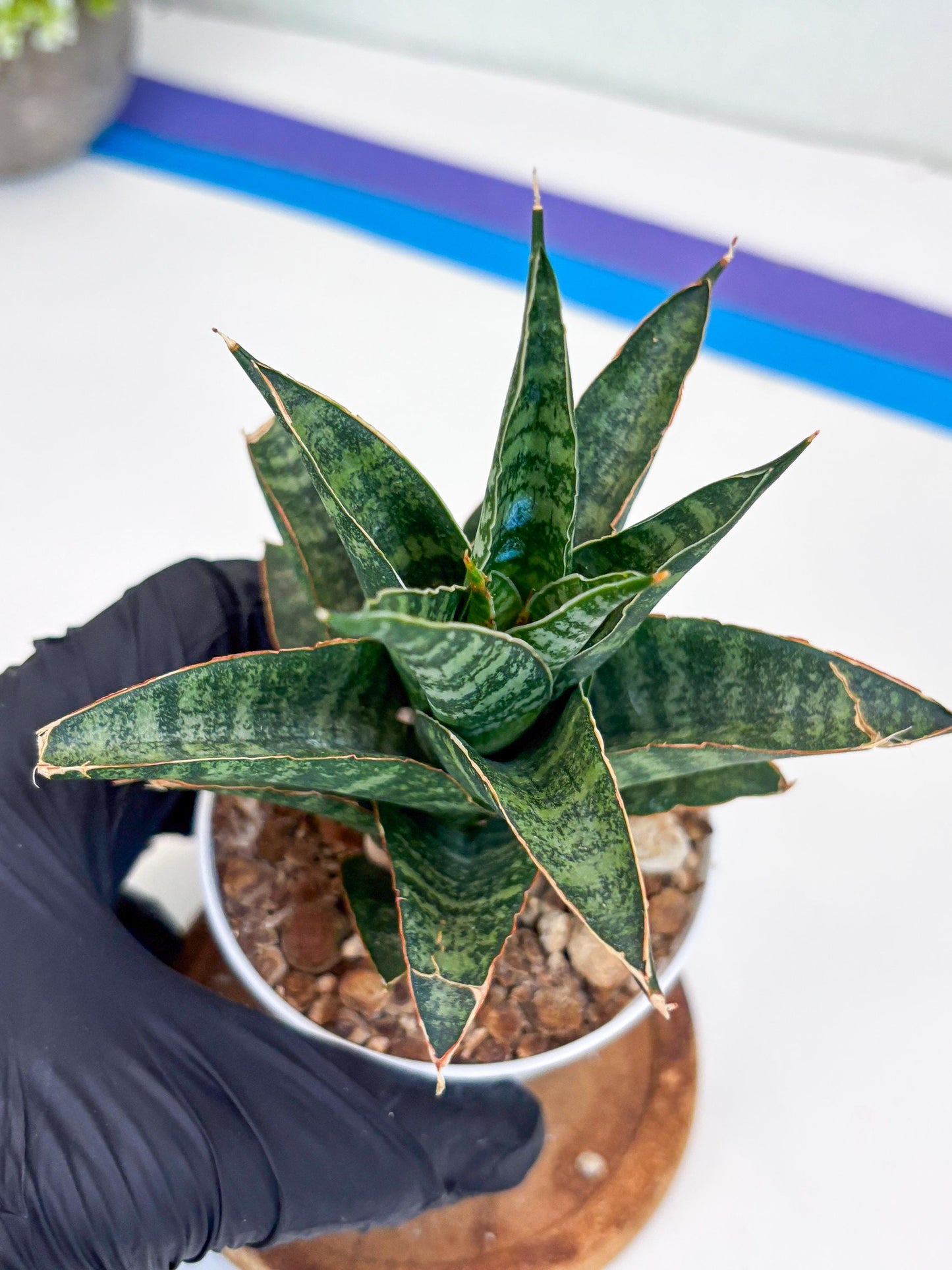 Sansevieria Teletubbies (H19) | Imported Plants