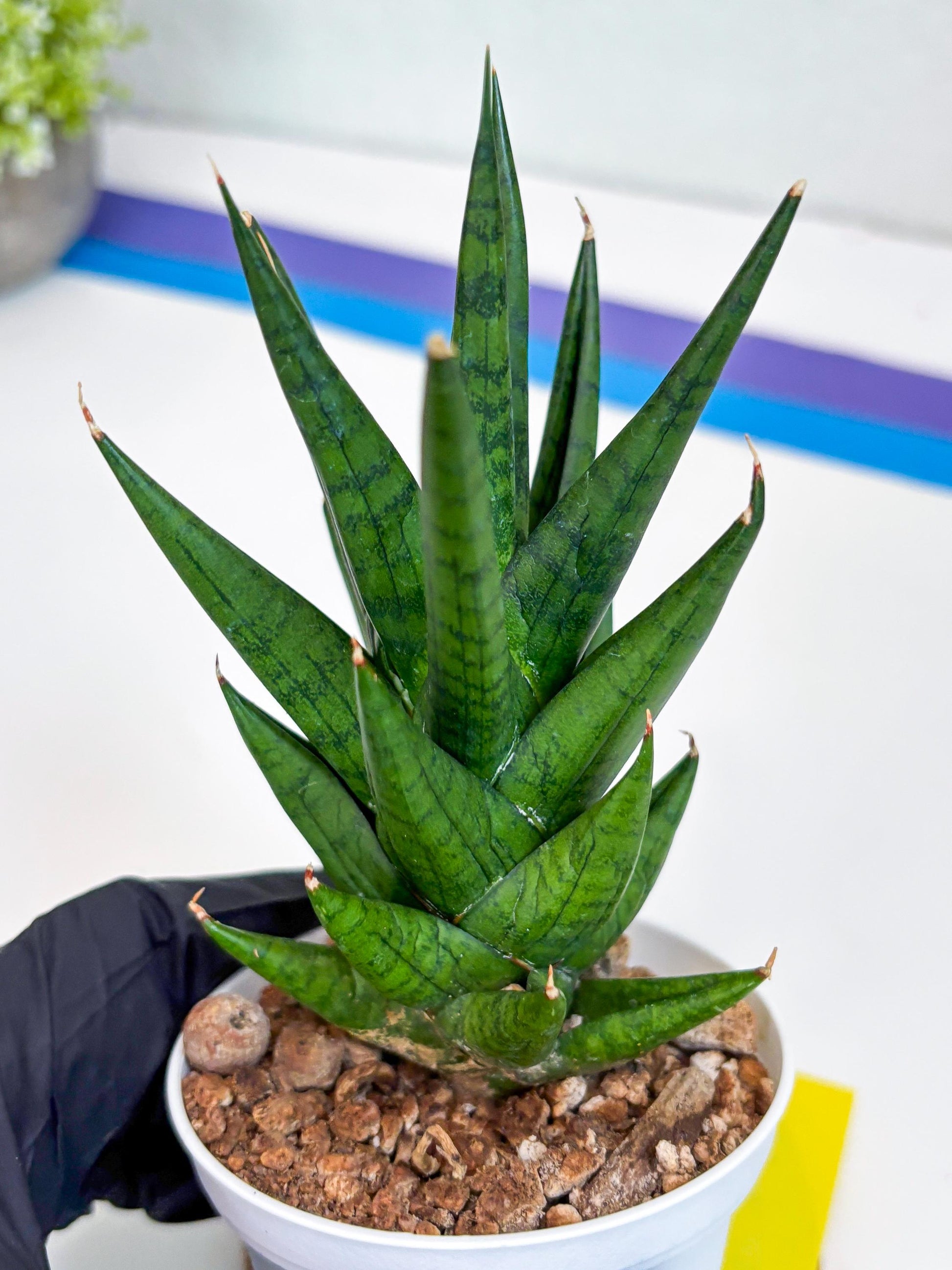 Sansevieria Tesya (H20) | Imported Plants | Rare Hybrid Species