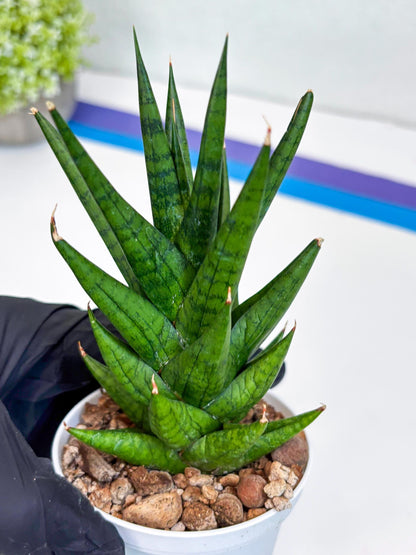 Sansevieria Tesya (H20) | Imported Plants | Rare Hybrid Species