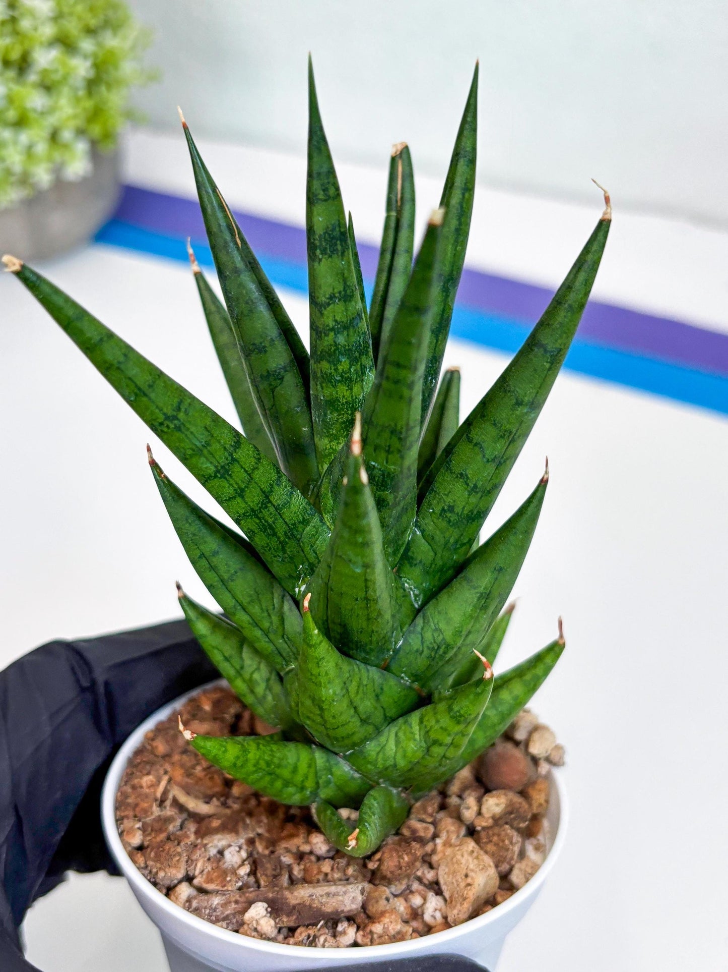 Sansevieria Tesya (H20) | Imported Plants | Rare Hybrid Species