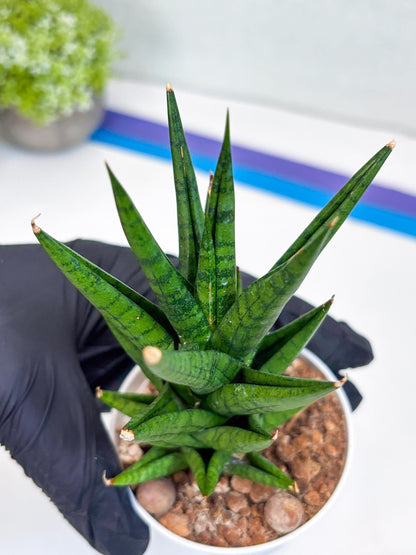 Sansevieria Tesya (H20) | Imported Plants | Rare Hybrid Species
