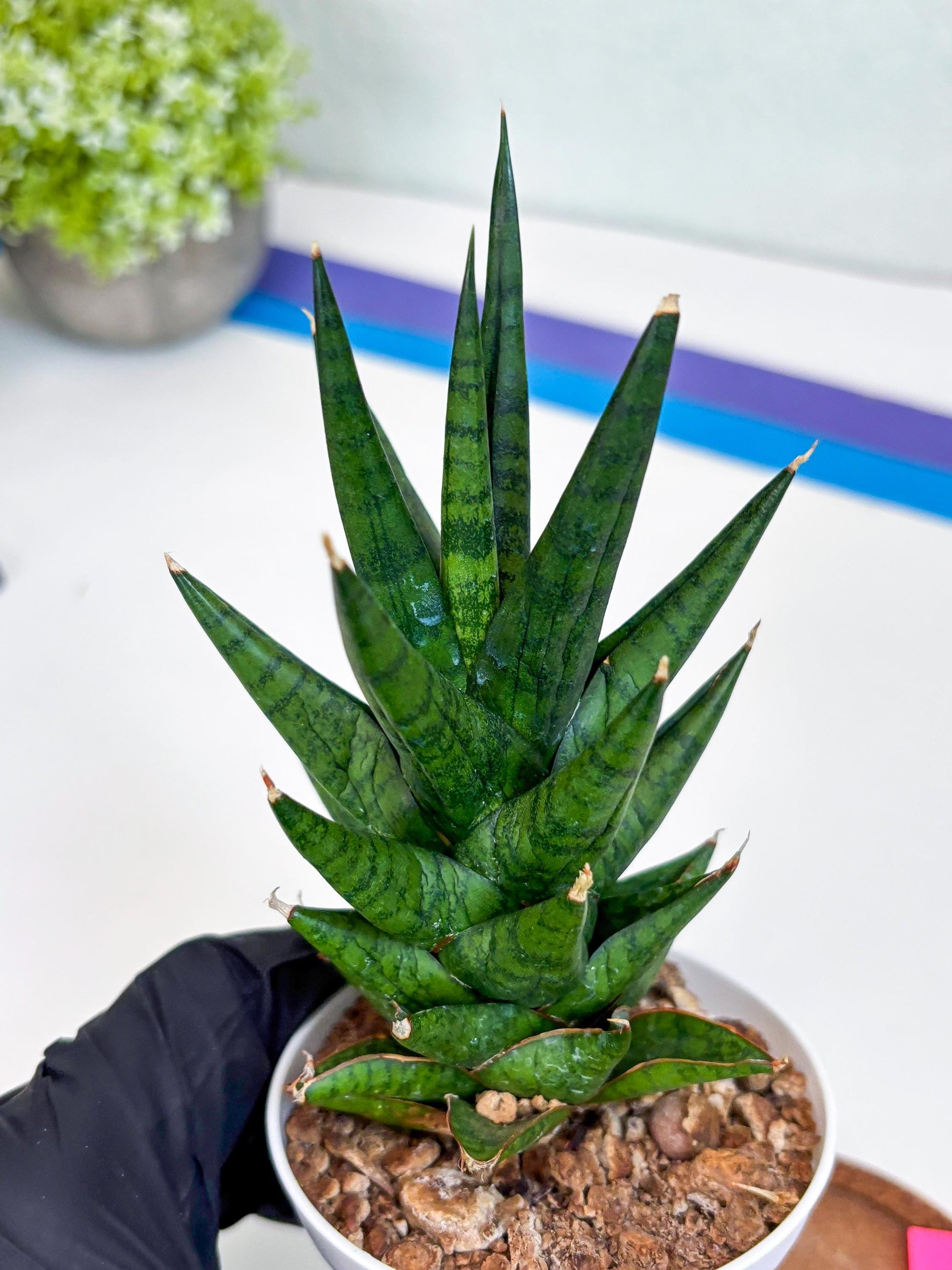 Sansevieria Tesya (Ha20) (p) | Imported Plant