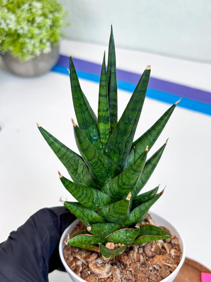 Sansevieria Tesya (Ha20) (p) | Imported Plant