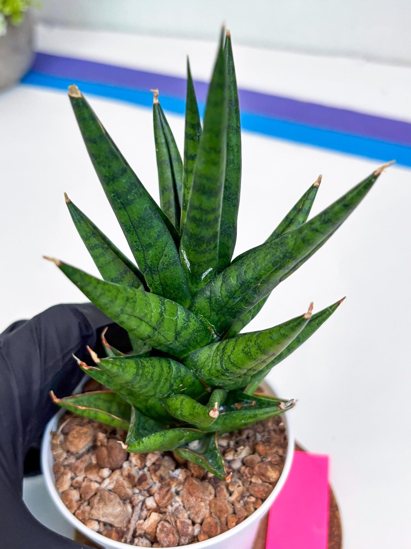 Sansevieria Tesya (Ha20) (p) | Imported Plant