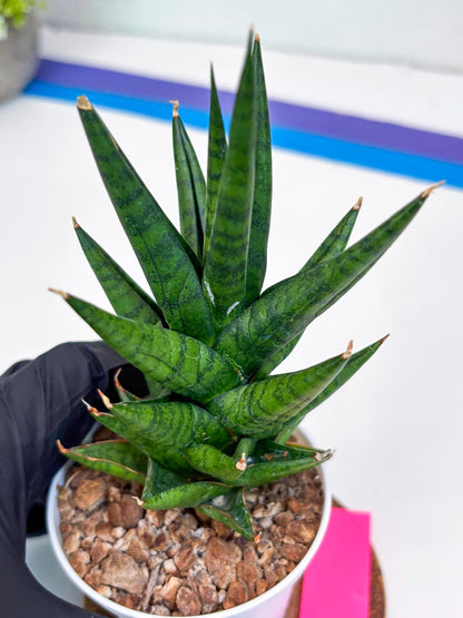 Sansevieria Tesya (Ha20) (p) | Imported Plant