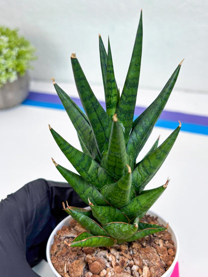 Sansevieria Tesya (Ha20) (p) | Imported Plant