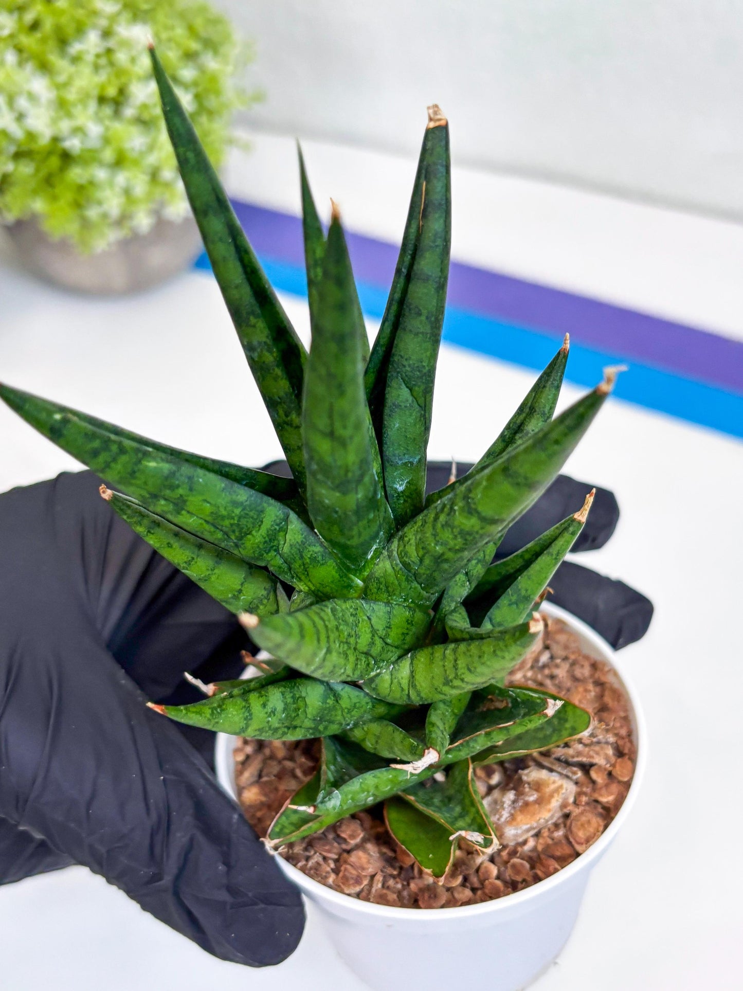 Sansevieria Tesya (Ha20) (p) | Imported Plant