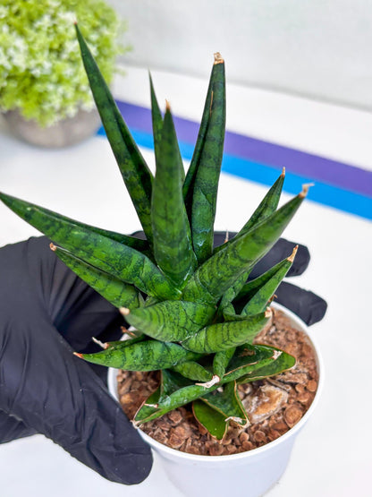 Sansevieria Tesya (Ha20) (p) | Imported Plant