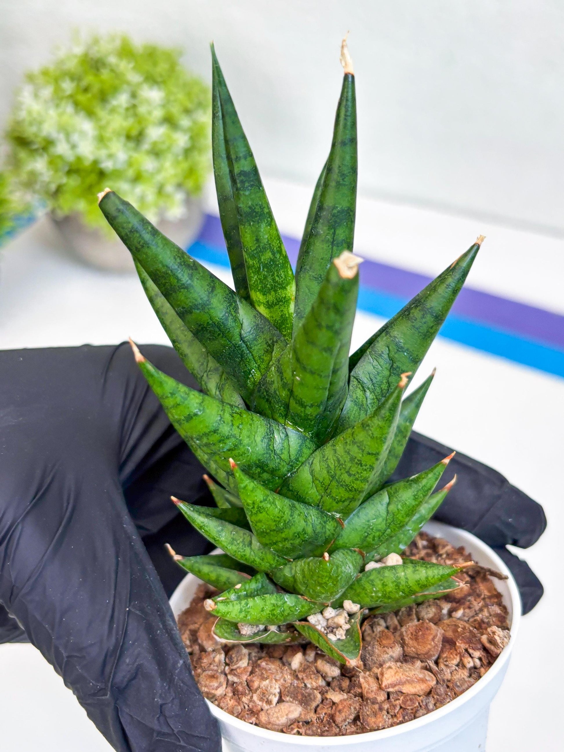 Sansevieria Tesya (Ha20) (b) | Imported Plant