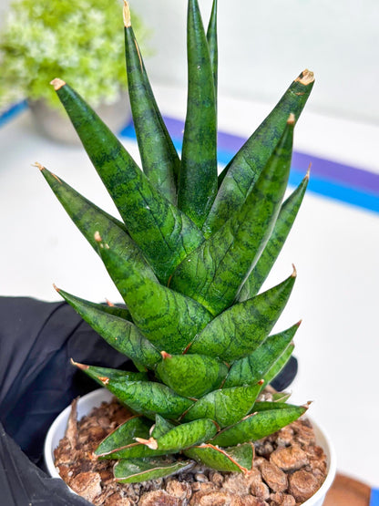 Sansevieria Tesya (Ha20) (b) | Imported Plant