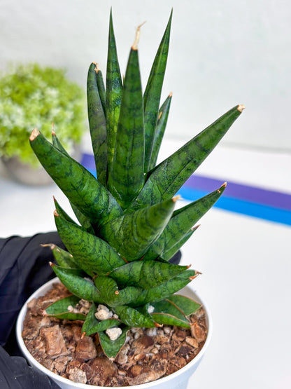 Sansevieria Tesya (Ha20) (b) | Imported Plant