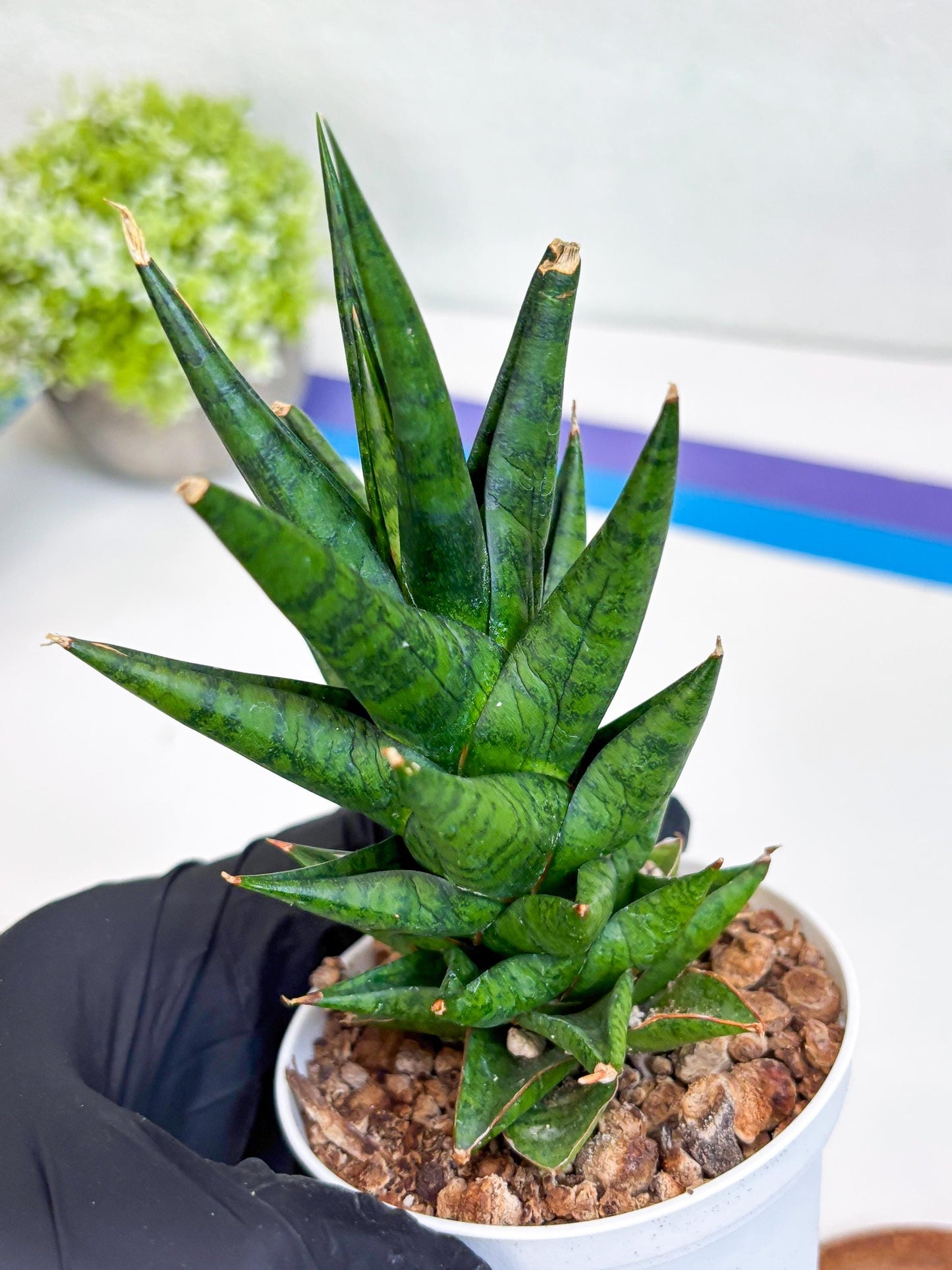 Sansevieria Tesya (Ha20) (b) | Imported Plant
