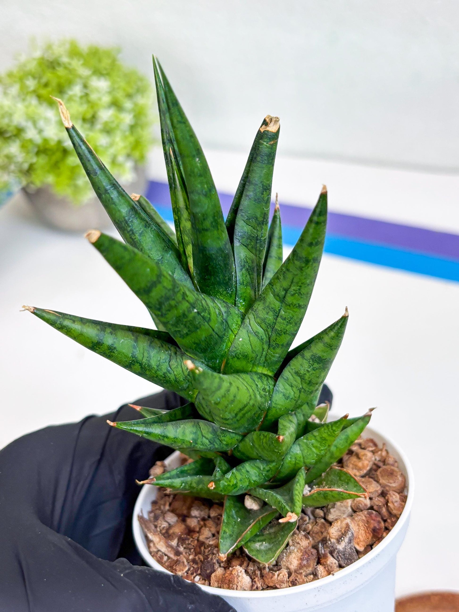 Sansevieria Tesya (Ha20) (b) | Imported Plant