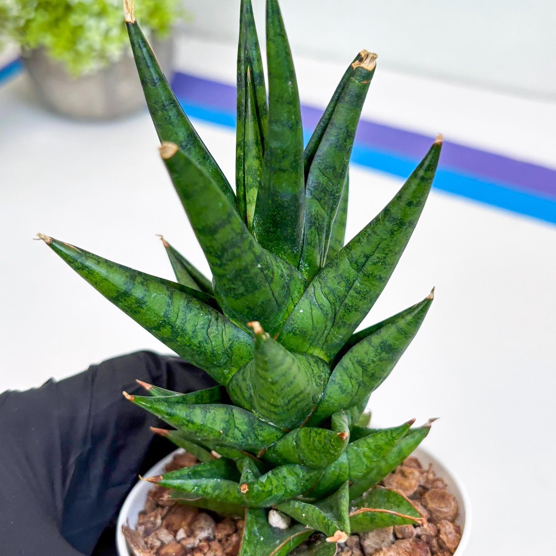 Sansevieria Tesya (Ha20) (b) | Imported Plant