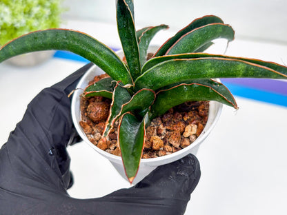 Sansevieria Aethiopica (#H22) | Imported Snake Plants