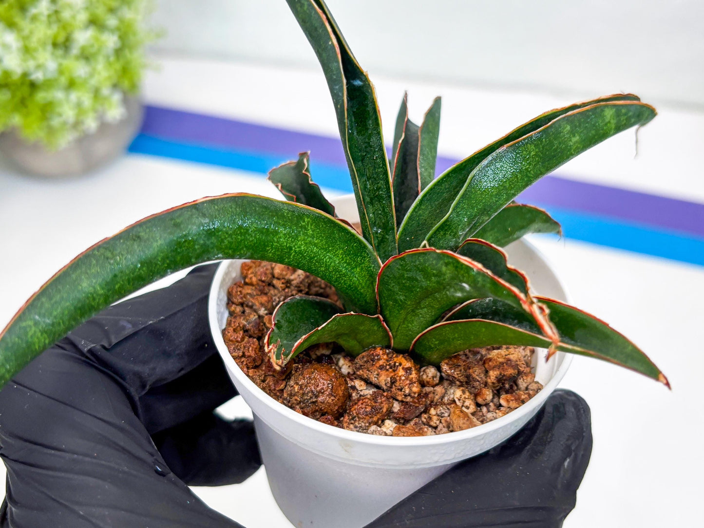 Sansevieria Aethiopica (#H22) | Imported Snake Plants