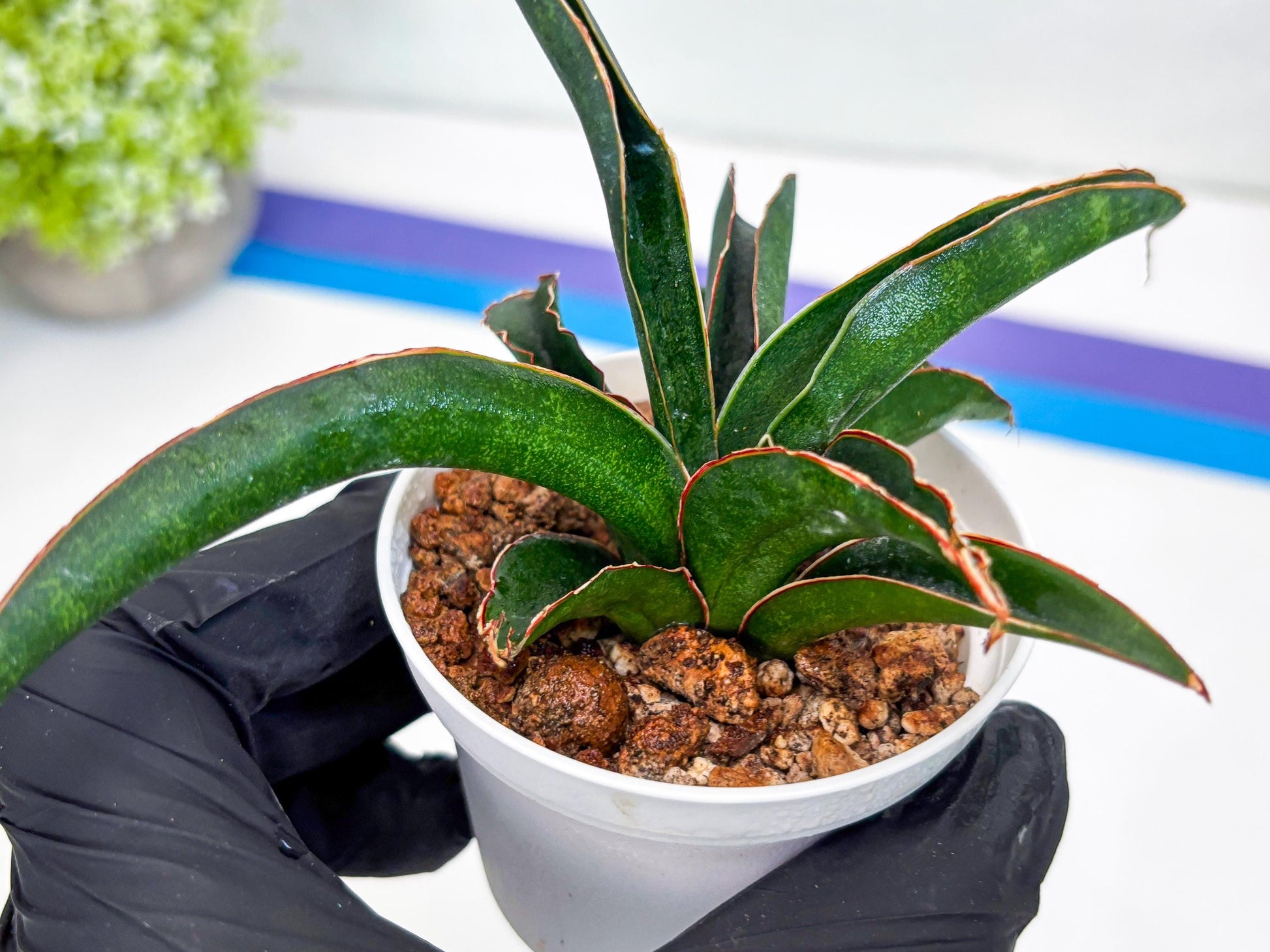 Sansevieria Aethiopica (#H22) | Imported Snake Plants