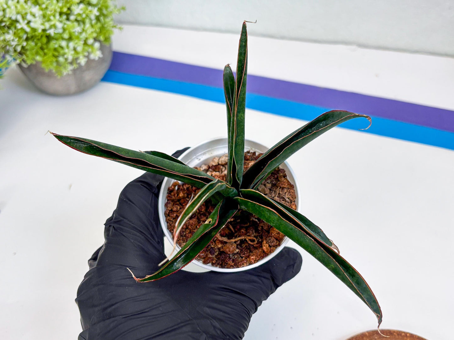 Sansevieria Aethiopica (Ha22) (y) | Imported Snake Plants