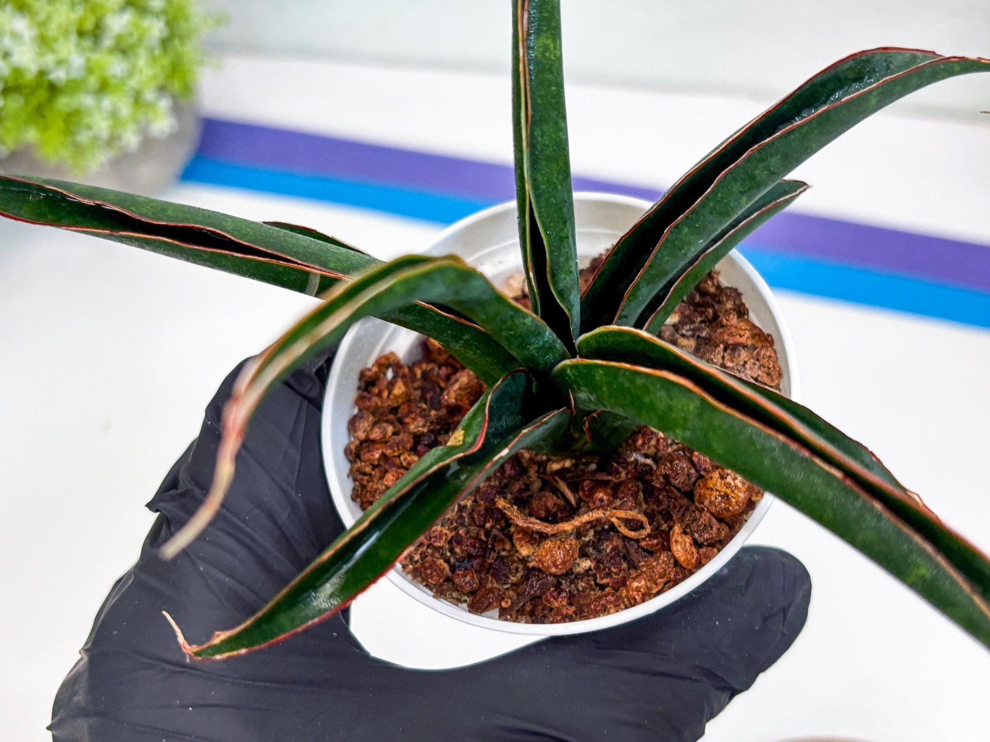 Sansevieria Aethiopica (Ha22) (y) | Imported Snake Plants