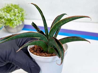 Sansevieria Aethiopica (Ha22) (y) | Imported Snake Plants