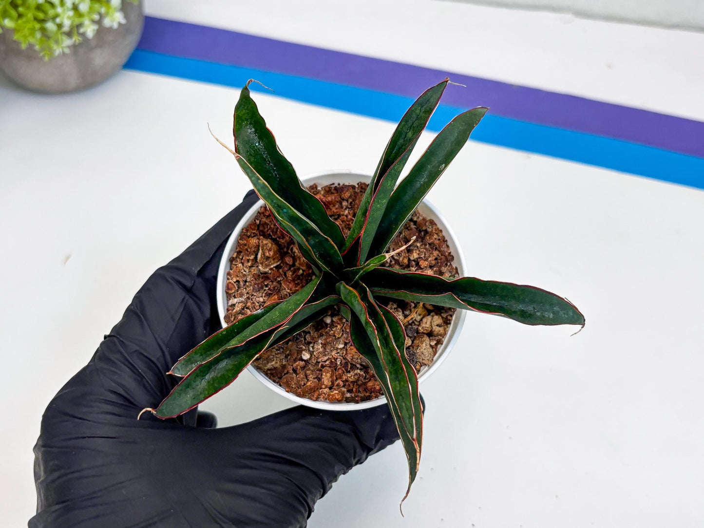 Sansevieria Aethiopica (Ha22) (B) | Imported Snake Plants