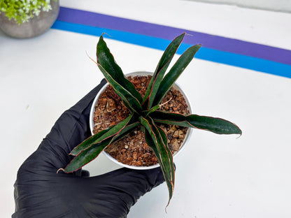 Sansevieria Aethiopica (Ha22) (B) | Imported Snake Plants