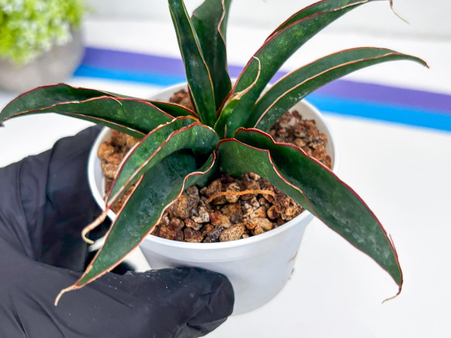 Sansevieria Aethiopica (Ha22) (B) | Imported Snake Plants