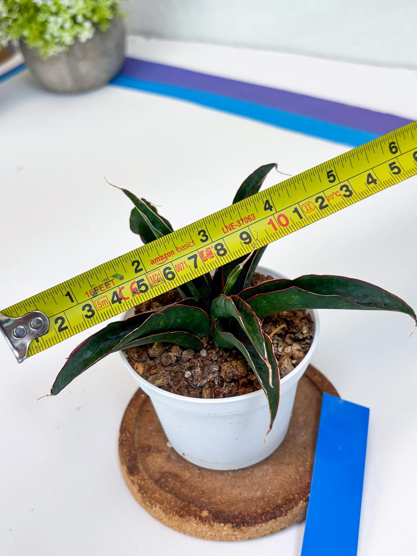 Sansevieria Aethiopica (Ha22) (B) | Imported Snake Plants
