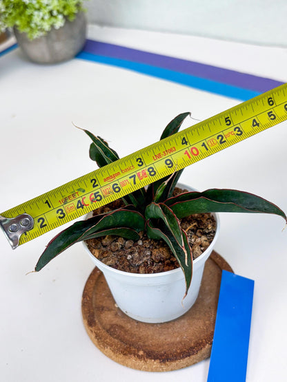 Sansevieria Aethiopica (Ha22) (B) | Imported Snake Plants