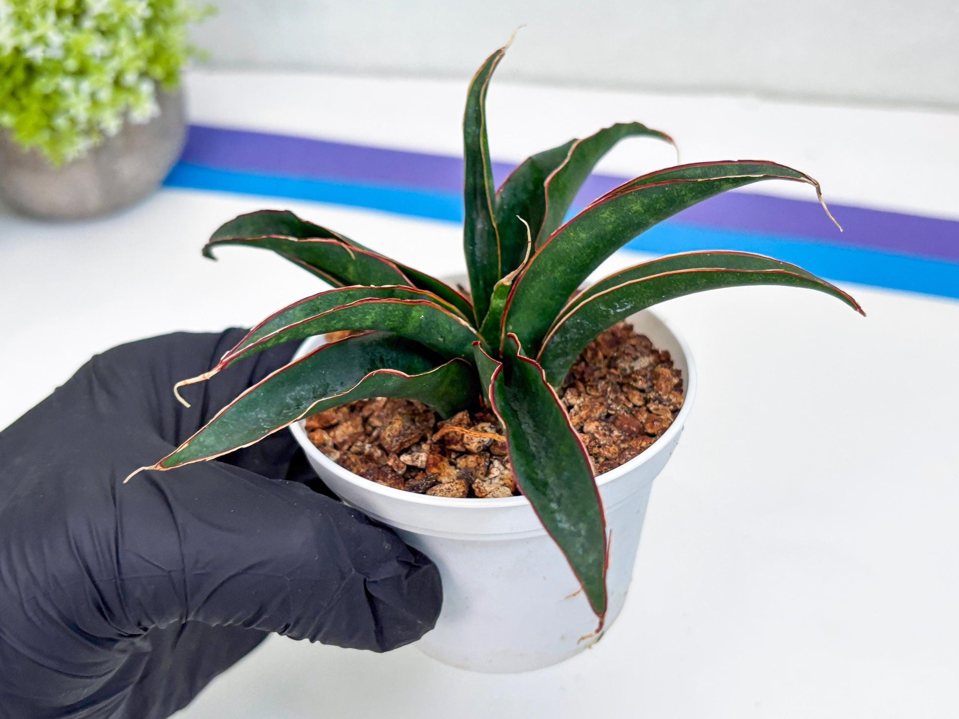 Sansevieria Aethiopica (Ha22) (B) | Imported Snake Plants