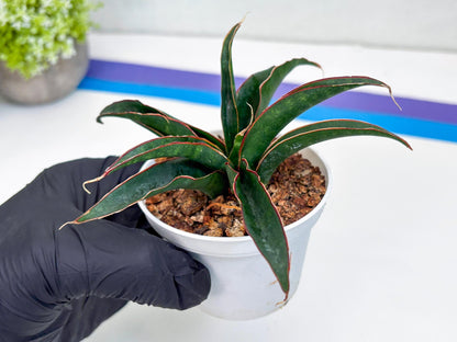 Sansevieria Aethiopica (Ha22) (B) | Imported Snake Plants