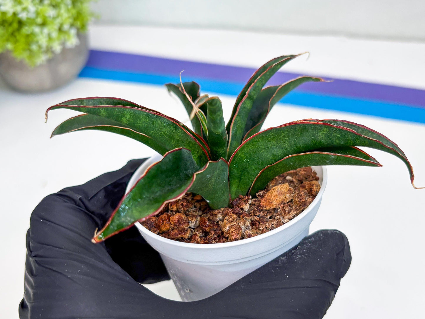 Sansevieria Aethiopica (Ha22) (B) | Imported Snake Plants
