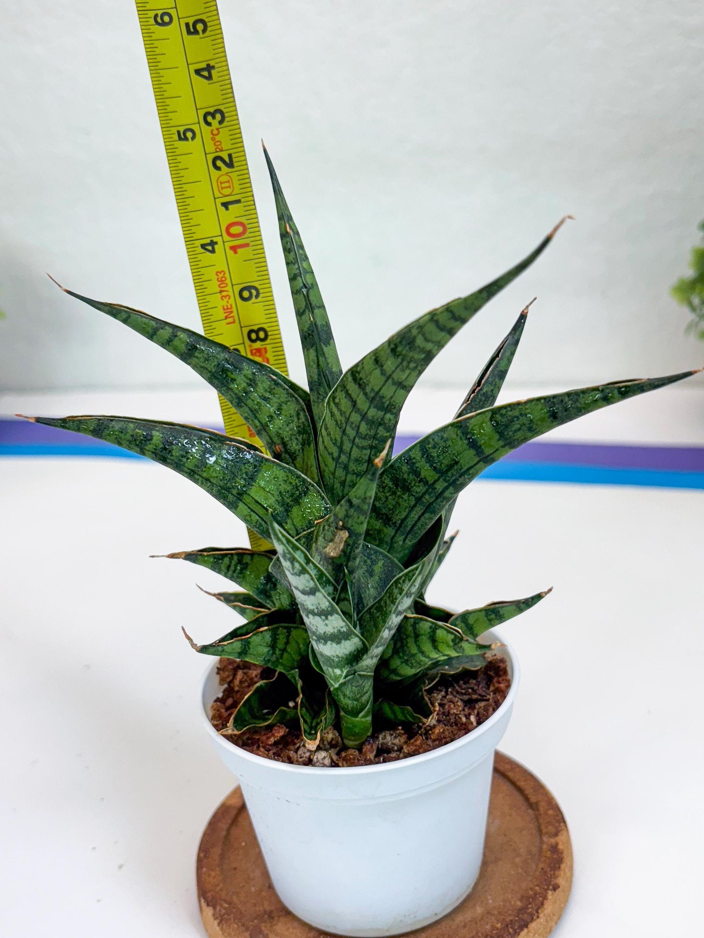 Sansevieria AFF Sindoro (H23) | Imported Hybrids