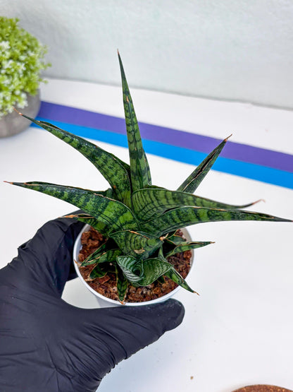 Sansevieria AFF Sindoro (H23) | Imported Hybrids